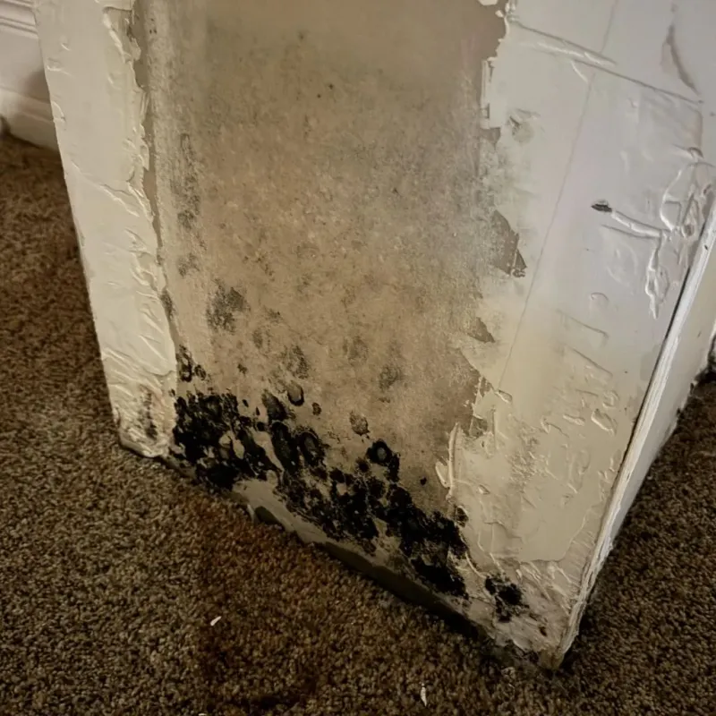 Professional Mold Removal in South Milwaukee, WI